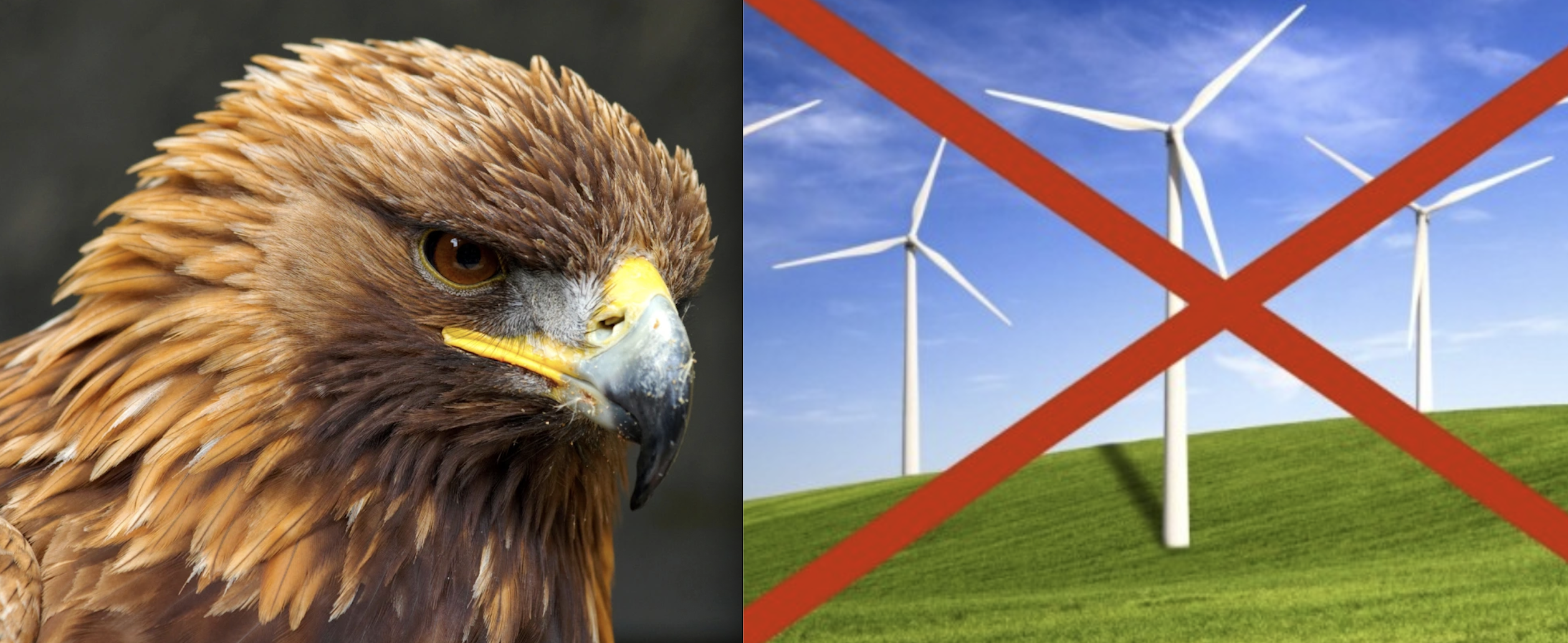 Wyoming’s Golden Eagle Population Facing Demolition by Wind Power as Conservation Orgs Gear up for Battle on Rail Tie Project